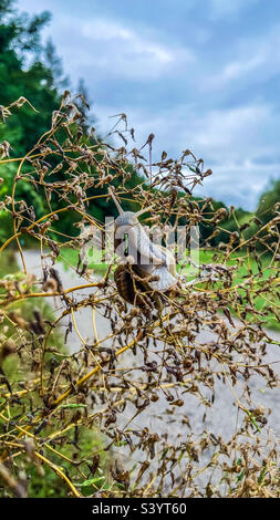 Helix pomatia - Römische Schnecke - Burgunder Schnecke - Schnecke Stockfoto