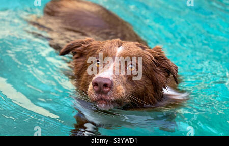 Blick aus einem hohen Winkel auf einen braunen und weißen Collie, der in einem Pool schwimmt Stockfoto