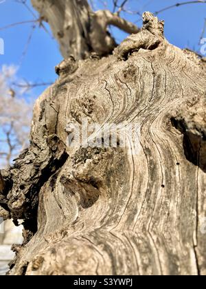 Nahaufnahme eines toten Baumes. Stockfoto