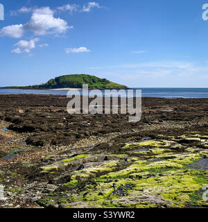 Blick bei Ebbe in Richtung Looe Island am Hannafore Point, West Looe, Cornwall Stockfoto