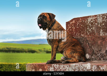 Südafrikanischer Boerboel. Afrikanischer Mastiff. (Farmer’s Mastiff – Südafrika) Stockfoto