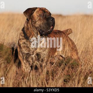 Südafrikanischer Boerboel. Afrikanischer Mastiff. (Farmer’s Mastiff – Südafrika) Stockfoto