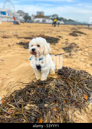 Ein kleiner, weißer Cavapoo-Hund saß am Strand von Bournemouth in Dorset, Großbritannien Stockfoto