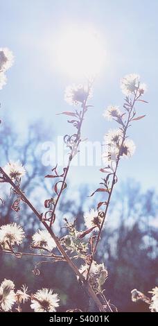 Wildblumen, Late Herbstsonne mit Hintergrundbeleuchtung Stockfoto