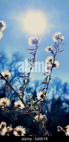 Wildblumen, Late Herbstsonne mit Hintergrundbeleuchtung Stockfoto