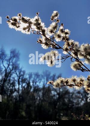 Wildblumen, Late Herbstsonne mit Hintergrundbeleuchtung Stockfoto