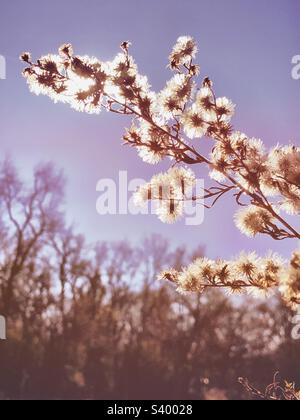 Wildblumen, Late Herbstsonne mit Hintergrundbeleuchtung Stockfoto