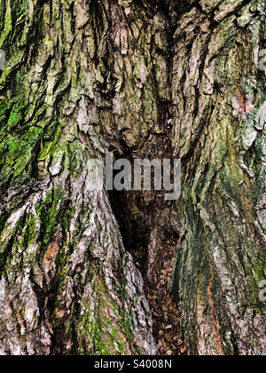 Nahaufnahme des Baumstamms im voll eingerahmten Central Park New York 2021 Stockfoto