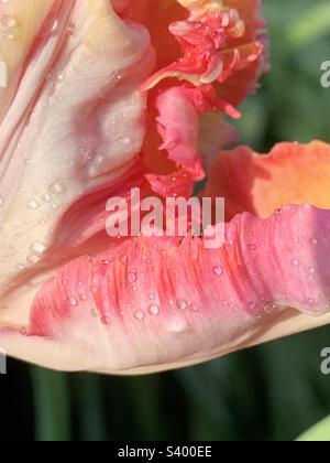 Nahaufnahme der Blütenblätter einer rosa, orangefarbenen und weißen Papageienblüte im Frühling mit Regentropfen Stockfoto