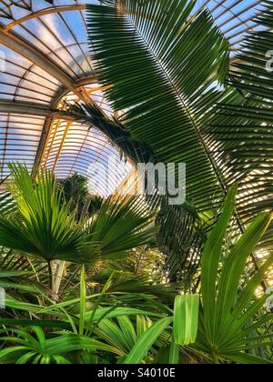 Das 1848 erbaute Palm House at Kew gilt als die weltweit wichtigsten noch existierenden viktorianischen Eisen- und Glasstrukturen. Ein Ort der Bildung, des Lernens und des Tourismus in London. Stockfoto