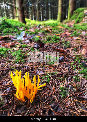 Gelber Stagshorn-Pilz (Calocera viskosa), der in einem Pinienwald in der Nähe von Winchester Hampshire, Großbritannien, wächst Stockfoto