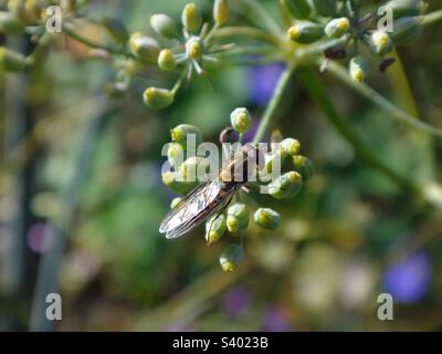 Männliche Marmeladenschweben (Episyrphus balteatus) mit glänzendem Brustkorb und geschlossenen Flügeln, die auf einer grünen Fenchelpflanze sitzen Stockfoto