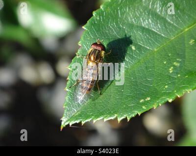 Männliche Marmelade-Hoverfly (Episyrphus balteatus) mit glänzendem Brustkorb und geschlossenen Flügeln, die auf einem grünen Rosenblatt sitzen Stockfoto