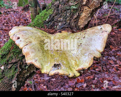 Birkenhalterpilz (Fomitopsis betulina) im New Forest Hampshire Vereinigtes Königreich Stockfoto