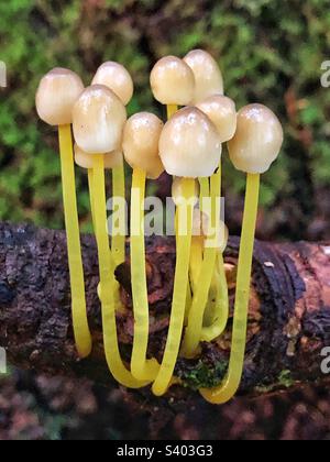 Yellowleg Bonnet Pilzes (Mycena epipterygia) wachsen im November auf einem Zweig Stockfoto