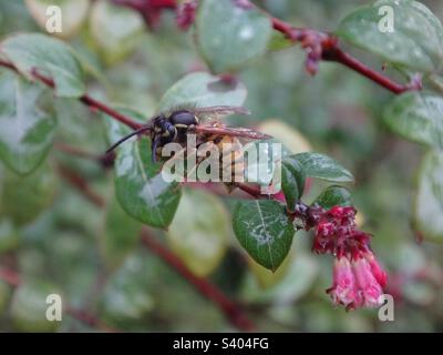 Wespula vulgaris-Arbeiter, der im Regen auf einem Strauch mit rosa Blumen gefangen war Stockfoto