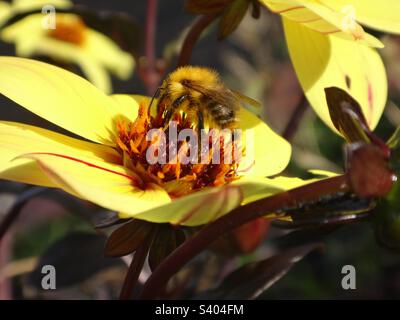 Kleine Hummelbiene, Karderbiene (Bombus pascuorum), die sich von einer gelben Dahlienblume ernährt Stockfoto