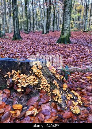 Sulphur Tuft Pilze wachsen auf einem Baumstumpf in Micheldever Wäldern bei Winchester Hampshire Großbritannien Stockfoto