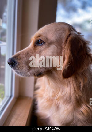 Wunderschöner Golden Retriever, der aus dem Fenster schaut Stockfoto