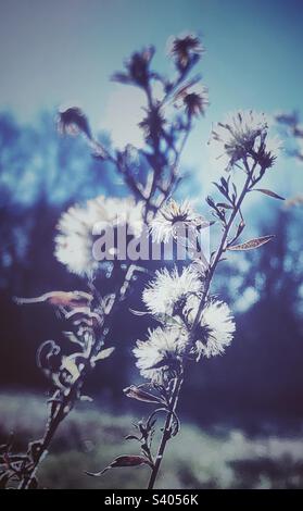 Wildblumen mit Hintergrundbeleuchtung bei Sonnenlicht im Spätherbst, ruhende Aussaat im Lebenszyklus. Stockfoto