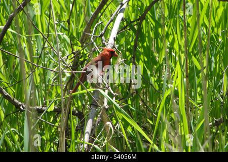 Kardinal hoch oben im Maumee Bay State Park Marsh Stockfoto