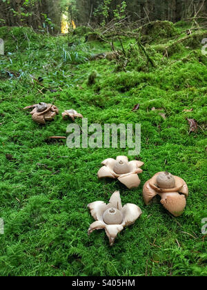 Collared Earthstar Pilz (Geastrum triplex) wächst auf einem moosbedeckten Kiefernwald in der Nähe von Winchester Hampshire Vereinigtes Königreich Stockfoto