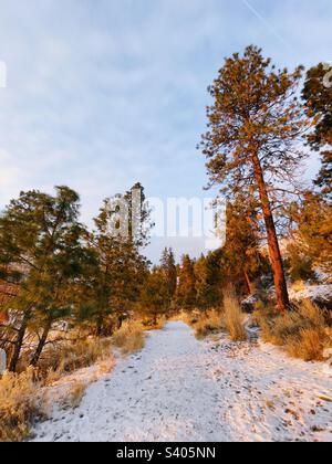 Snow covered trail amongst pine trees with light from setting sun on Knox mountain in Kelowna, British Columbia Stockfoto