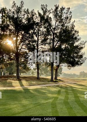 Auf dem Golfplatz Scottsdale AZ bricht die Sonne durch Kiefern, mit Hintergrundbeleuchtung beleuchtete Puffbälle, hervorgehobene Mähspuren und ein Pfad, der in der Ferne in nebligen Baumketten verschwindet. Grüntöne. Stockfoto