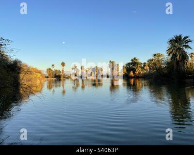 Reflections to infinity and beyond- foreground ripples leading the eye into palm tree reflections in desert oasis pond with moon overhead, clear blue sky, near sunset, Tempe AZ neighborhood park Stock Photo