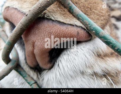 Nahaufnahme der Tigernase Stockfoto