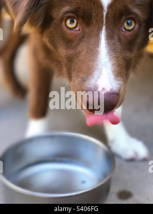 Durstiger Welpe, der aus einer Wasserschüssel trinkt Stockfoto