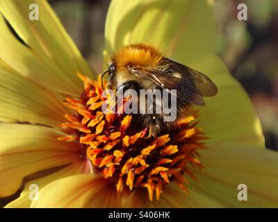 Kleine Hummelbiene, Karderbiene (Bombus pascuorum), Fütterung einer gelben Dahlienblume - Nahaufnahme Stockfoto