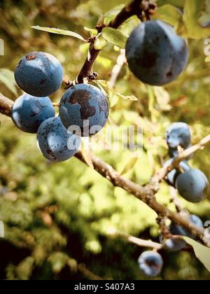 Sloe (auch bekannt als Blackthorn, Prunus Spinosa), die im Sonnenschein wächst Stockfoto