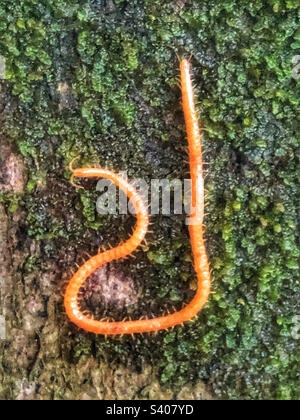 WESTERN Yellow Centipede (Stigmatogaster subterranea) auf einem Stück Moos 7ft auf einem Buchenbaum im Oktober in der Nähe von Winchester Hampshire Großbritannien Stockfoto