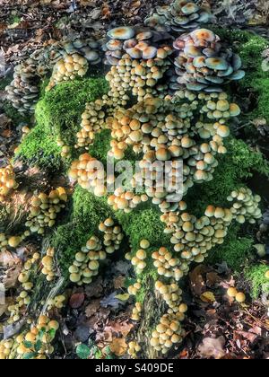 Pilze auf dem Waldboden wachsen im Oktober in Buchenwäldern in der Nähe von Winchester, Großbritannien Stockfoto