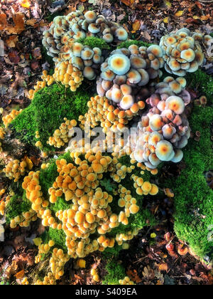 Pilze wachsen auf einem faulen Baumstumpf in Buchenwäldern bei Winchester, Großbritannien Stockfoto
