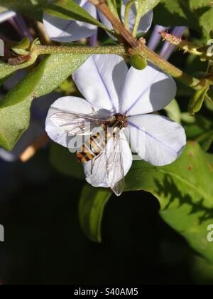 Weibliche Marmeladenschweben (Episyrphus balteatus), die auf einer blassblauen Plumbago-Blume sitzt Stockfoto