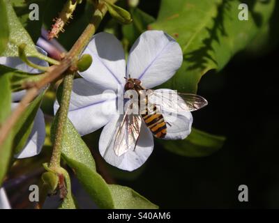 Weibliche Marmeladenschweben (Episyrphus balteatus), die auf einer blassblauen Plumbago-Blume sitzt Stockfoto