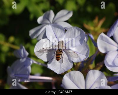 Weibliche Marmeladenschweben (Episyrphus balteatus), die auf einer blassblauen Plumbago-Blume sitzt Stockfoto