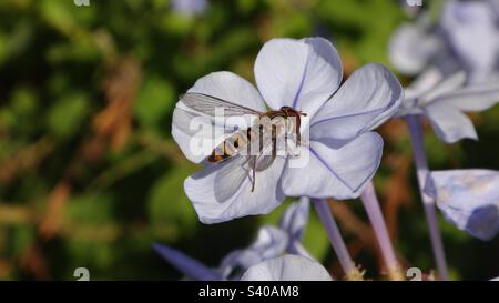 Weibliche Marmelade-Hoverfly (Episyrphus balteatus), die auf einer blassblauen Plumbago-Blume sitzt - Seitenansicht Stockfoto