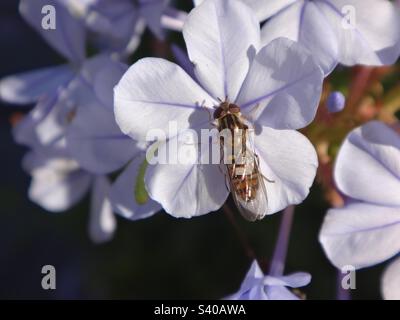 Weibliche Marmeladenschweben (Episyrphus balteatus) mit geschlossenen Flügeln, die auf einer blassblauen Plumbago-Blume sitzen Stockfoto