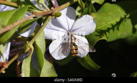 Weibliche Marmeladenschweben (Episyrphus balteatus), die auf einer blassblauen Plumbago-Blume sitzt Stockfoto