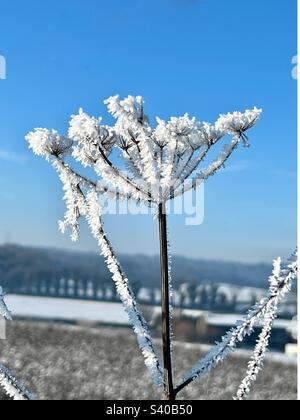 Frost und Schnee bedeckten toten KuhPetersilie-Samenkopf vor hellem blauen Himmel in der kalten Wintersonne an einem eiskalten Dezember-Nachmittag in der ländlichen Kent-Landschaft, England 2022 Stockfoto