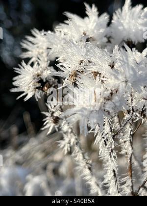 Nahaufnahme von Frost und Eiskristallen, die sich im Winter 2022 auf toten Samenköpfen in der ländlichen Landschaft von Kent während des kalten Snaps im Dezember bilden Stockfoto