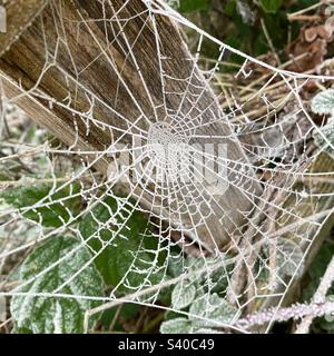 Ein gefrorenes Spinnennetz Stockfoto