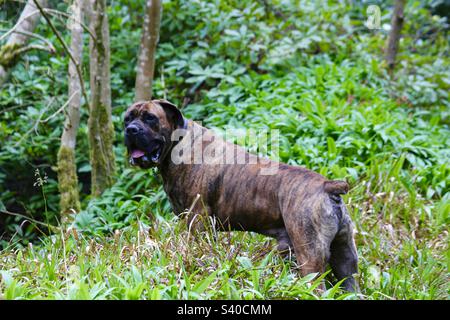 Südafrikanischer Boerboel. Afrikanischer Mastiff. Farmer’s Mastiff – Südafrika. Stockfoto