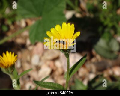 Kleine, schwarze Schwebfliege (Syrphidae), die sich von einer gelben Ringelblume ernährt Stockfoto