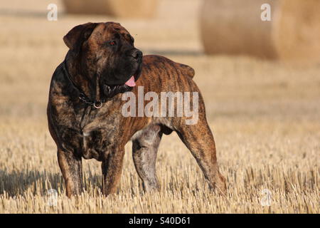 Südafrikanischer Boerboel. Afrikanischer Mastiff. Sommerernte. Farmer’s Mastiff – Südafrika. Stockfoto