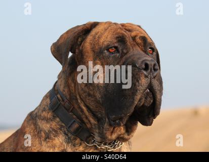 Südafrikanischer Boerboel. Afrikanischer Mastiff. Farmer's Mastiff – Südafrika. Stockfoto