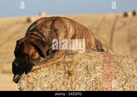 Südafrikanischer Boerboel. Afrikanischer Mastiff. Sommerernte. Stockfoto